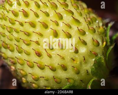 Unreif, Makro zeigt Details der Samen und sporangiophores (Haare) einer grünen oder weißen Erdbeere, die noch wächst, noch nicht reif. Obstpflanze. Stockfoto