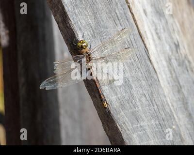 Ein wildes und schönes Insektenfresser, die Libelle, Australian Duskhawker, auf einem Holzbalg, seine klaren Flügel glitzern in der Sonne, prähistorisch Stockfoto