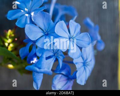 Ein blasses, indigoblaues Blau in diesen blauen Plumbago-Blumen in einem schattigen Küstengarten Stockfoto