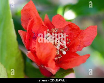 Leuchtend scharlachorange rote Granatapfelblüte, Krepppapierähnliche Blütenblätter, die sich vollständig öffnen, um Staubblätter zu enthüllen, Punica granatum Stockfoto