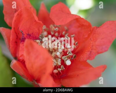 Leuchtend scharlachorange rote Granatapfelblüte, Krepppapierähnliche Blütenblätter, die sich vollständig öffnen, um Staubblätter zu enthüllen, Punica granatum Stockfoto