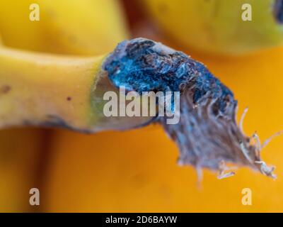 Obst, Essen, das schwarze Ende einer Banane, wo sie vom Baum geschnitten wurde, gelbe Haut, Orangen im Hintergrund, Australien Stockfoto