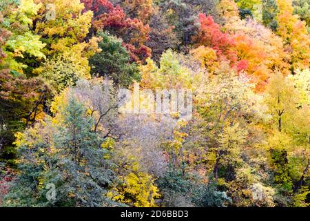 A collection of trees in various states of autumn color changes in Southwestern Ontario, Canada. Stockfoto
