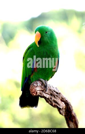 Ein männlicher Eclectus Papagei, der auf einem toten Ast sitzt und seine Umgebung überprüft. In den Regenwäldern des tropischen Far North Queensland beheimatet. Stockfoto