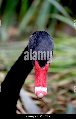 Ein Nahporträt eines australischen Schwarzen Schwans mit Schnabel und rotem Auge. Die da saß auf ihrem Nest und zischte mich an, weil ich zu nah dran war. Stockfoto