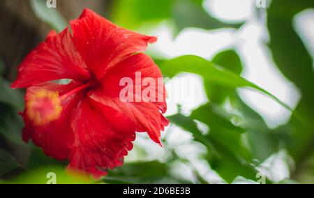 Rote Hibiscus rosa Blume Nahaufnahme Makroaufnahme - Sinensis, umgangssprachlich als chinesischer Hibiskus, Chinarose, hawaiianischer Hibiskus, Rosenmalbe & Schublackpflanze Stockfoto