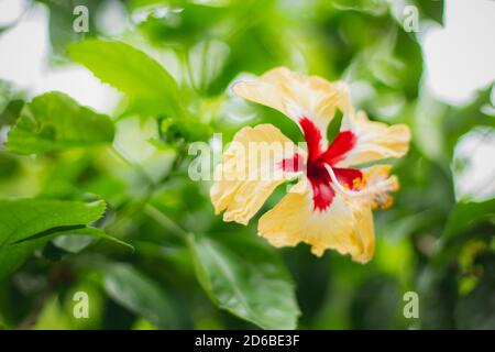 Multicolor Rot & Gelb Hibiscus rosa Blume Nahaufnahme Makro erschossen . Umgangssprachlich als chinesischer Hibiskus, Porzellanrose, Hawaiiischer Hibiskus, Rosenmalbe & Schuh Stockfoto