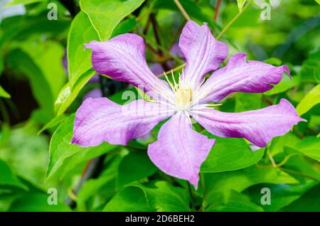 Flieder Clematis Blumen auf dem Hintergrund des grünen Busches Stockfoto