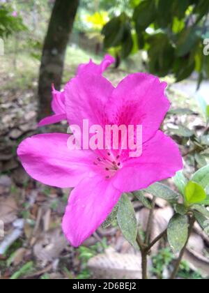 Dunkelrosa Azaleen in voller Blüte schmückten den Garten im Freien Stockfoto