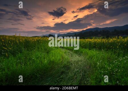 Die wunderschöne Landschaft des Sonnenhanffeldes bei Sonnenuntergang in Chiang Rai, Thailand. Stockfoto