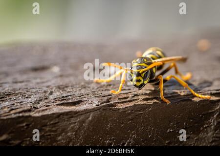 Europäische Papierwespe (Polistes dominula) sitzt auf einem Holzgeländer Stockfoto