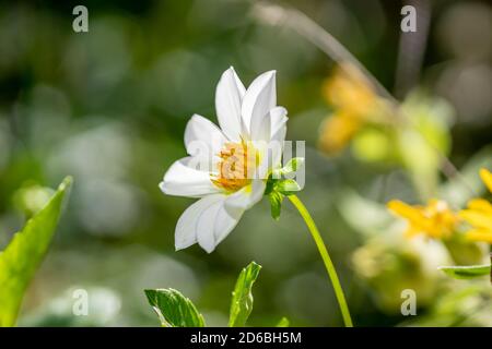 Dahlia imperialis oder Glockenbaum Dahlia im Garten Stockfoto