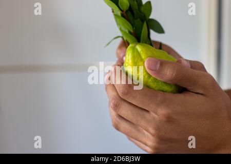 Ein Mann hält traditionelle Symbole (die vier Arten): Etrog, Lulav, Hadas, Arava. Am jüdischen Feiertag von Sukkot Stockfoto