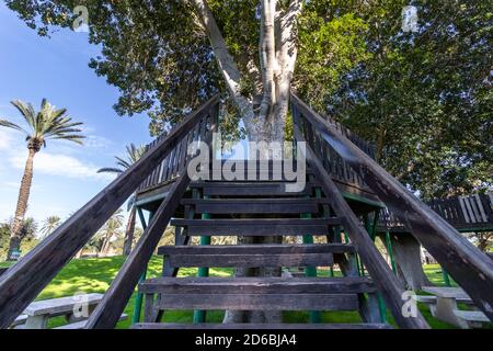 Ein Haus auf dem Baum mit hölzernen Treppen und Wegen, vor einem Hintergrund von Gras. Stockfoto