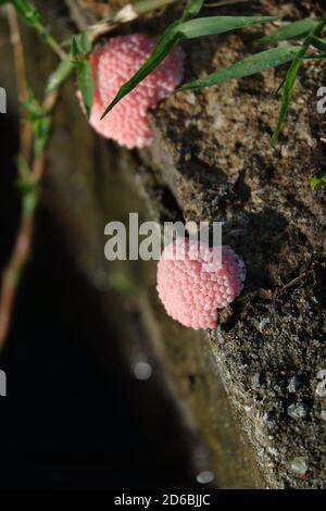Fokusbild von rosa Schneckeneiern an der Oberfläche befestigt Der Poolwand Stockfoto