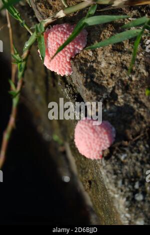 Fokusbild von rosa Schneckeneiern an der Oberfläche befestigt Der Poolwand Stockfoto