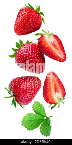 Erdbeere mit Erdbeerblättern und Scheiben isoliert auf weißem Hintergrund. Beeren fliegen in der Luft. Beschneidungspfad. Stockfoto