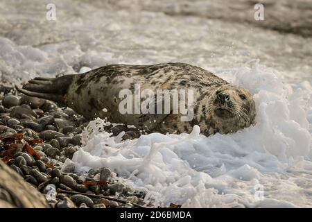 Eine atlantische Kegelrobbe spielt in der Brandung auf einem abgelegenen Brutplatz in Pembrokeshire, wo neugeborene Welpen ihre ersten Wochen in den Rookerien intensiv füttern, bevor sie ihre weißen Mäntel vergießen. Stockfoto