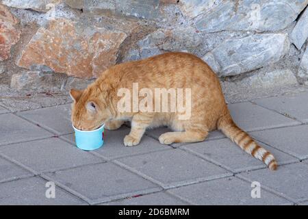 Streunende Katze, die aus einem Papierbecher frisst. Ingwer rot obdachlos Katze essen aus einem Cup auf der Straße Stockfoto