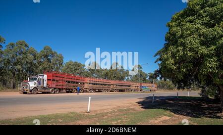 Townsville nach Undara Highway, Queensland, Juni 2020: Zwei Straßenzüge, die Rinder zum Markt bringen Stockfoto