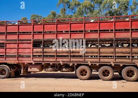 Townsville nach Undara Highway, Queensland, Juni 2020: Zwei Straßenzüge, die Rinder zum Markt bringen Stockfoto