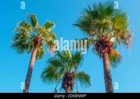 Drei Palmen vor einem klaren blauen Himmel, Blick von unten. Drei Palmen gegen klaren blauen Himmel Mittag. Isoliert auf blauem Hintergrund Stockfoto