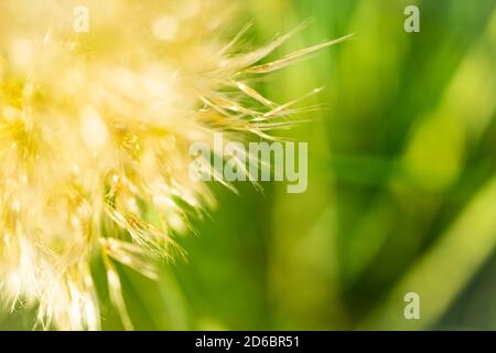 Nahaufnahme des Fruchtstands der Cortaderia selloana-Pflanze mit Hintergrundbeleuchtung der Sonne Stockfoto