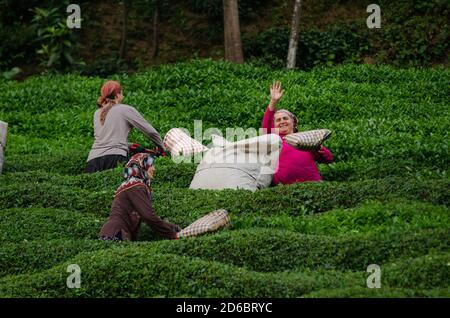 Türkische Frauen pflücken Tee auf den Plantagen des Schwarzmeergebirges bei Rize im Nordosten der Türkei.der Anbau des Tees in den üppig grünen Bergterrassen des Schwarzen Meeres war ursprünglich für den Hausgebrauch gedacht, aber heute ist die Türkei der fünftgrößte Teeproduzerin der Welt. Stockfoto