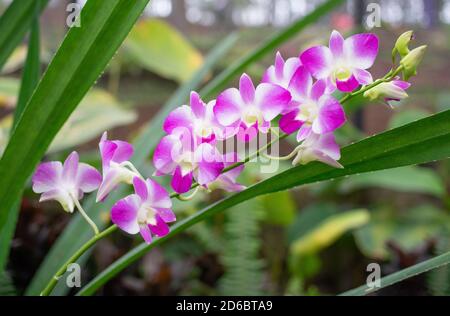 Schöne weiße rosa Phalaenopsis Orchideenblüten Stockfoto