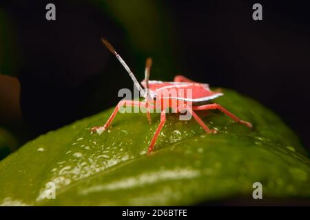 Makro-Foto von winzigen roten Insekt auf grünem Blatt Stockfoto