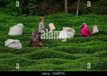 Rize, Türkei. September 2014. Türkische Frauen pflücken Tee auf den Plantagen der Schwarzmeerberge bei Rize in der Nordosttürkei.der Anbau des Tees in den üppig grünen Bergterrassen des Schwarzen Meeres war ursprünglich für den Hausgebrauch gedacht, aber heute ist die Türkei der fünftgrößte Teeproduzerin der Welt. Kredit: John Wreford/SOPA Images/ZUMA Wire/Alamy Live Nachrichten Stockfoto