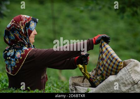 Rize, Türkei. September 2014. Eine Türkin pflückt Tee auf den Plantagen des Schwarzmeergebirges bei Rize in der Nordosttürkei.der Anbau des Tees in den üppig grünen Bergterrassen des Schwarzen Meeres war ursprünglich für den Hausgebrauch gedacht, aber heute ist die Türkei der fünftgrößte Teeproduzerin der Welt. Kredit: John Wreford/SOPA Images/ZUMA Wire/Alamy Live Nachrichten Stockfoto