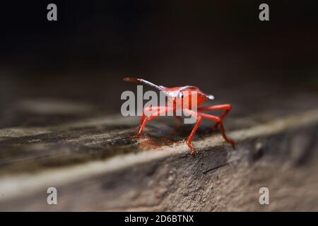 Makrobild eines winzigen roten Insekts mit selektivem Fokus Stockfoto