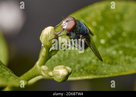 Makro-Foto von Fruchtfliegen (Drosophila melanogaster) in der Spitze der Lilie Blume. Makro-Bug und Insektenwelt. Stockfoto