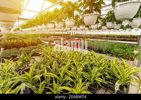 Baumschule von Blumen und Pflanzen für Garten im Gewächshaus Stockfoto