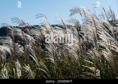 Blauer Himmel und Silbergras Landschaft. Landschaft von Japan Stockfoto