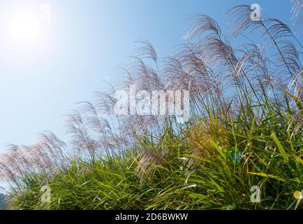 Blauer Himmel und Silbergras Landschaft. Landschaft von Japan Stockfoto