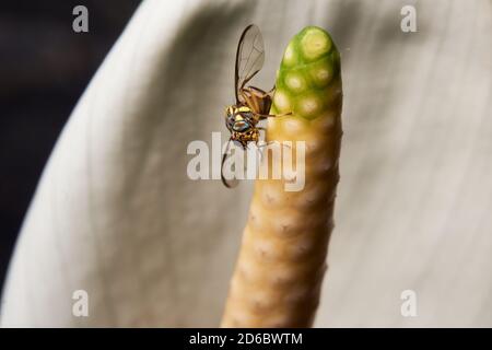 Makro-Foto von Fruchtfliegen (Drosophila melanogaster) in der Spitze der Lilie Blume. Makro-Bug und Insektenwelt. Stockfoto