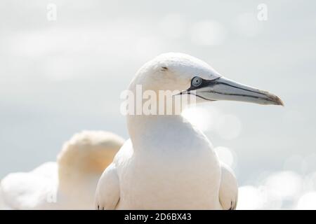 Porträt von Paar von Nord-Gannet, Sula bassana, zwei Vögel lieben in weichem Licht, Tier Liebesverhalten Stockfoto