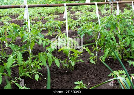 Gebundene Tomaten wachsen im Garten. Ende Mai Stockfoto