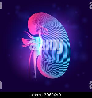 Medizinische Struktur der menschlichen Niere. Skizzieren Vektor-Illustration der Körperteil Organ Anatomie in 3d-Linie Art-Stil auf Neon abstrakten Hintergrund Stock Vektor