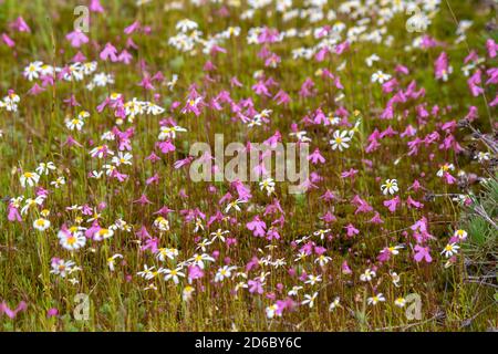 Große Kolonie der rosa blühenden Bladderowrt Utricularia multifida westlich von Brookton in Westaustralien, Blick von oben Stockfoto