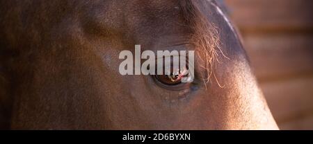 Großes Auge der braunen Stute. Schnauze des Pferdes, Nahaufnahme. Hochwertige Fotos Stockfoto