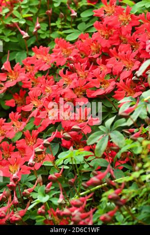 Tropeolum speciosum flame nasturtium wächst über immergrünen Nadelgehecke in Scottish Garden, UK Stockfoto