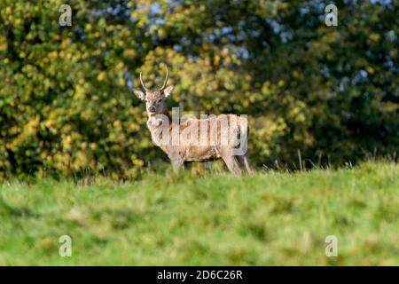Red Deer Rut, Studley Royal, North Yorkshire Stockfoto