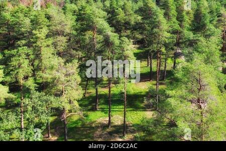 Luftaufnahme des grünen Pinienwaldes - Naturlandschaft Stockfoto