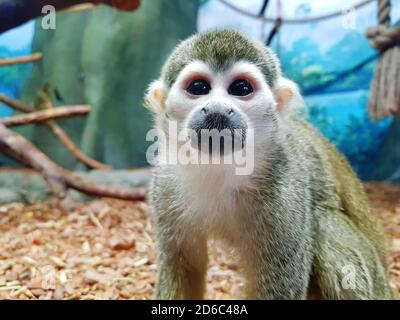 Saimiri sciureus. Nahaufnahme eines Eichhörnchen Affen mit großen Augen im Zoo. Stockfoto