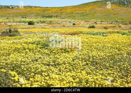 Frühlingsblumen in Postberg, West Coast National Park, Langebaan, Western Cape Stockfoto