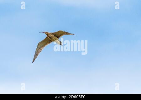 Ein Curlew Numenius arquata im Flug. Stockfoto