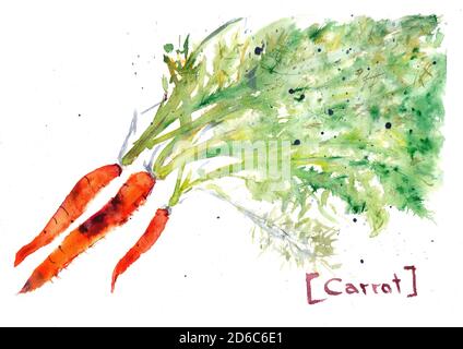 Ein Bündel Karotten drei Stücke mit der Aufschrift. Handgezeichnetes Aquarell. Karotte Aquarell Zeichnung. Gemüse isoliert auf weiß Stockfoto